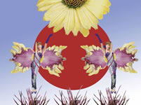 "Mariposa"  digital image  2006